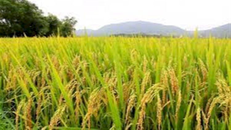 Plantas daninhas desafiam cultivo de arroz irrigado