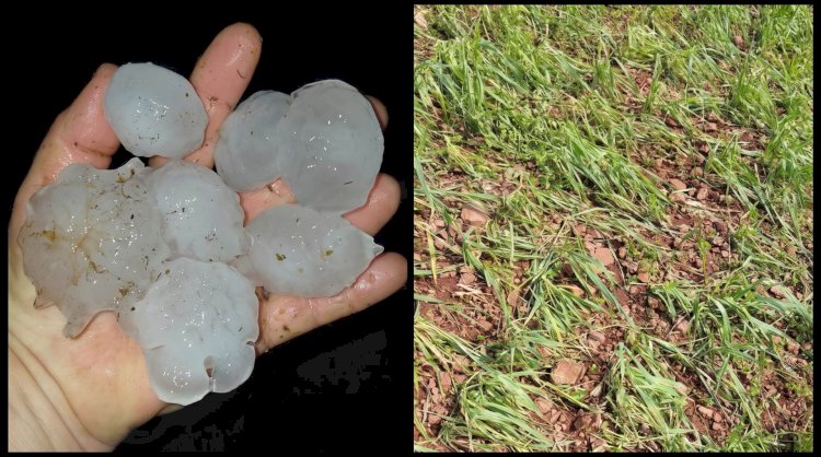 Granizo destrói pastagens, reduz produção de leite em 0,6 litro/vaca e eleva custos no RS