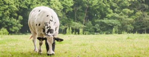 Leucose bovina: o resultado positivo é apenas o começo do diagnóstico