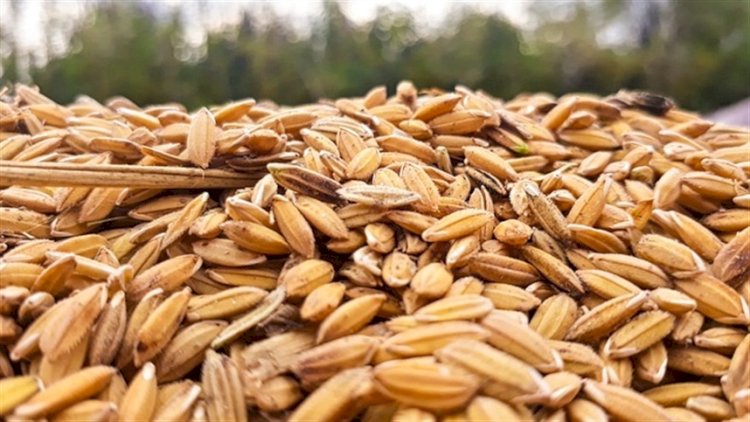 Preço do arroz chega a R$ 74,24 por saca no RS
