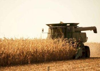 Fundos ganham peso na formação dos preços do milho
