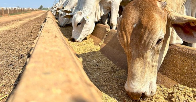 Veja aqui Cotações mistas do Agro