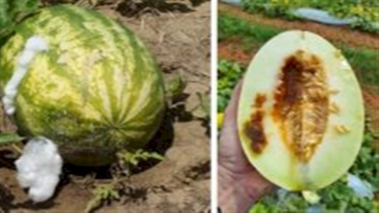 Sementes contaminadas ampliam risco para cucurbitáceas