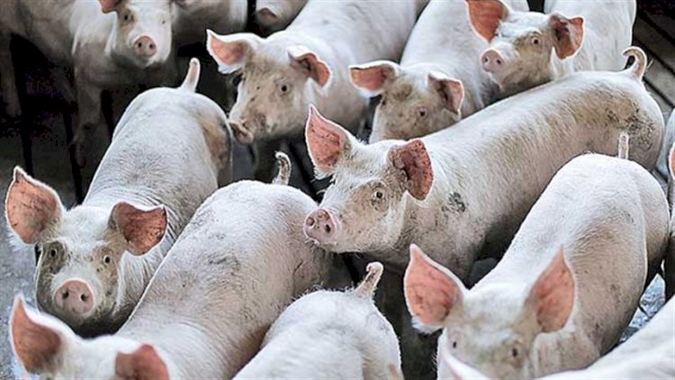 Preço do suíno cai e alta do milho e farelo reduz poder de compra do produtor