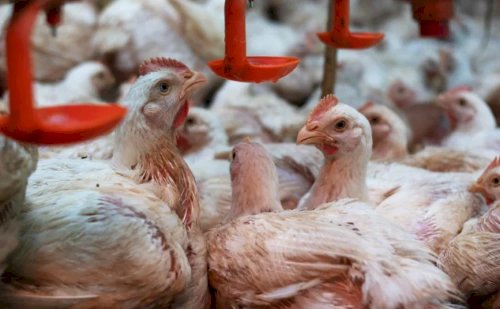 Preço do frango supera carne suína pela primeira vez em 22 anos, aponta Cepea