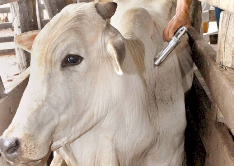 Mato Grosso completa 30 anos sem registro de febre aftosa
