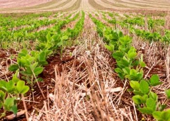 Plantio de soja no Tocantins começa em 1º de outubro para a safra 2026/27