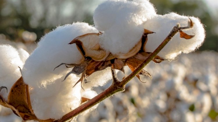 Novas cultivares de algodão combinam sanidade e alta produtividade
