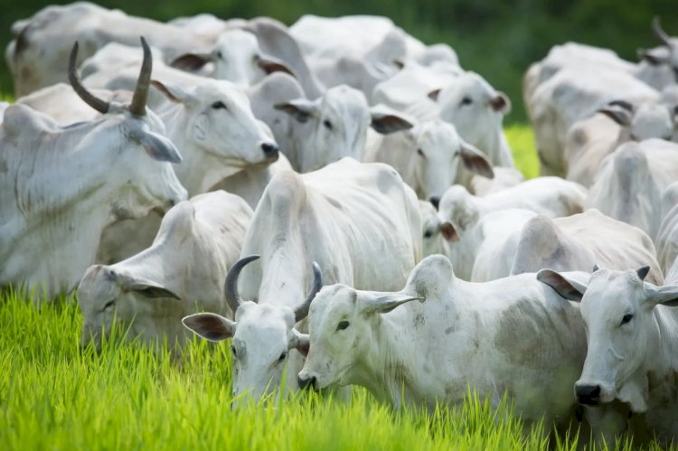 Veja aqui Cotações mistas do Agro