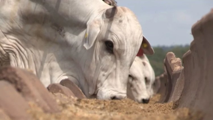 Aumento da demanda humana por soro de leite 'empurra' concentrado de soja para a ração animal
