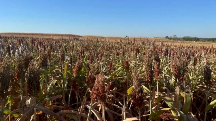 Sorgo do Tocantins ganha rota de exportação para China e África pela Ferrovia Norte-Sul