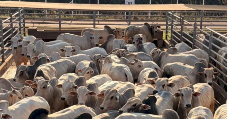 Pela 1ª vez na história, abate de novilhas em MT supera o volume de vacas enviadas aos ganchos