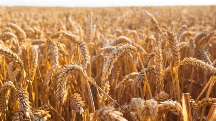 Clima e qualidade do trigo preocupam mercado no Sul
