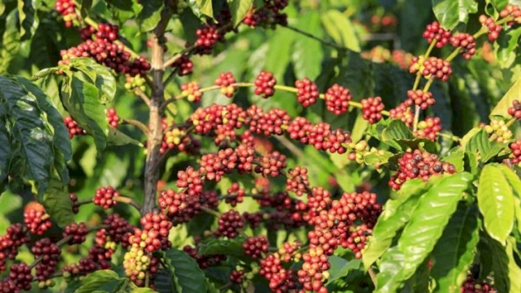 Cafés brasileiros batem recordes em leilão da ACE