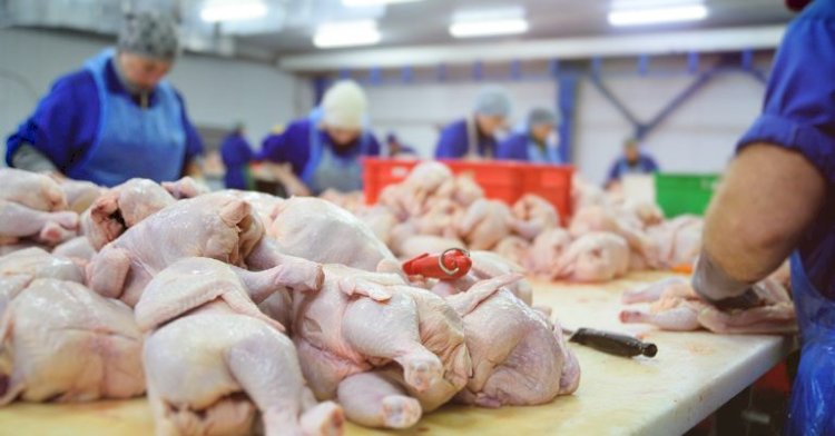 China exporta frango até 20porcento mais barato e ameaça mercado brasileiro